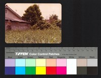 藏品(路邊)的圖片