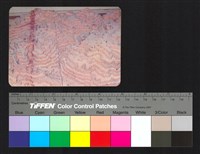 藏品(環境模)的圖片