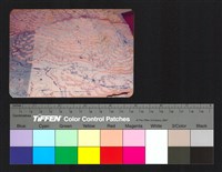 藏品(環境模)的圖片