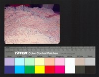 藏品(環境模)的圖片