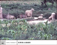 藏品(全景)的圖片