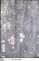 藏品(文字特寫)的圖片