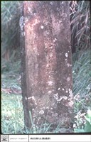 藏品(正面)的圖片