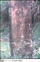 藏品(正面)的圖片