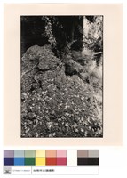 藏品(城門右側)的圖片