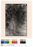 藏品(城牆)的圖片