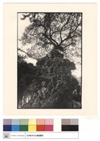 藏品(老樹)的圖片