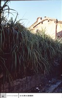 藏品(廢墟)的圖片