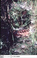 藏品(站其背面看景觀)的圖片