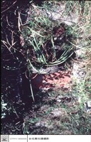 藏品(站其背面看景觀)的圖片