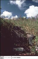 藏品(正面)的圖片