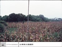 藏品(全景)的圖片