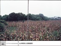 藏品(全景)的圖片