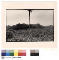 藏品(全景)的圖片