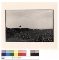 藏品(全景)的圖片