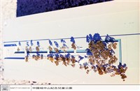 藏品((無圖名))的圖片