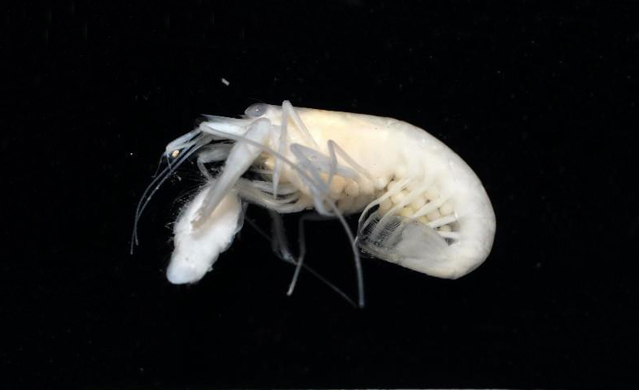 動物學-無脊椎動物