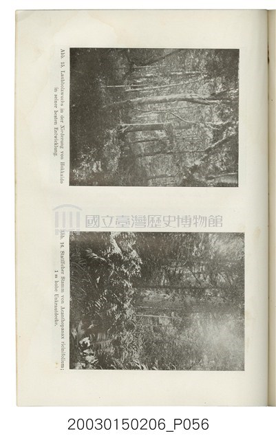 跟亞美利格赫夫曼著《來自林木蓊蔚的遠東》有關的相片，第56張