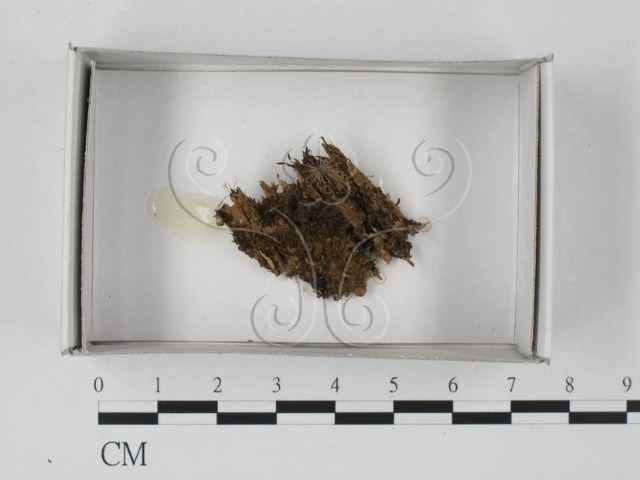 <i>Stemonitopsis aequalis</i>