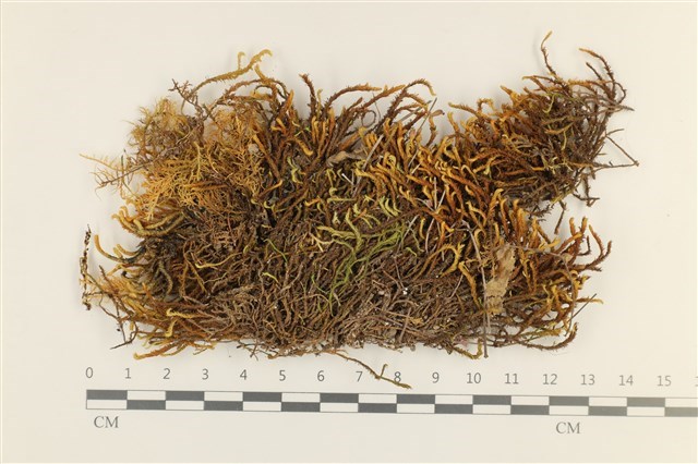 Anomodon viticulosus (Hedw.) Hook. et Tayl. 