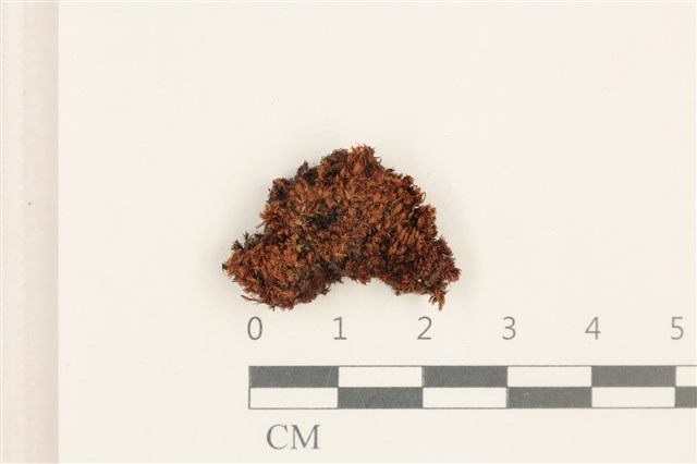 Bryum clavatum (Schimp.) C. Muell.