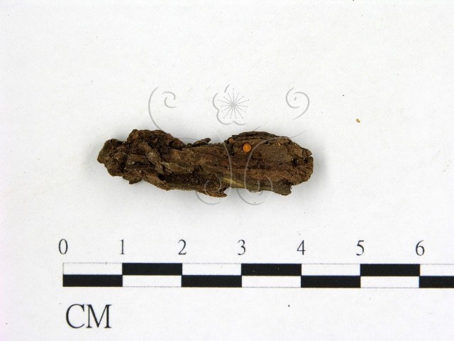 <i>Hymenoscyphus sp.</i>