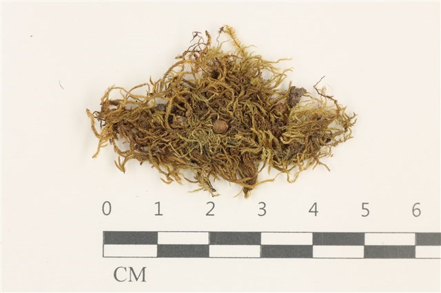 Brachythecium campestre (C. Muell.) B. S. G.