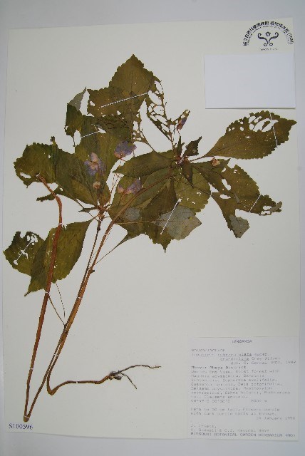 Impatiens rubromaculata Warb. subsp. grandiflora C. Grey-Wilson