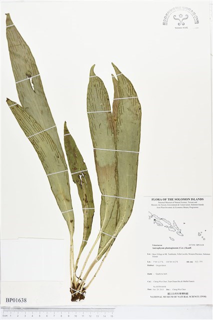 Antrophyum plantagineum (Cav.) Kaulf.