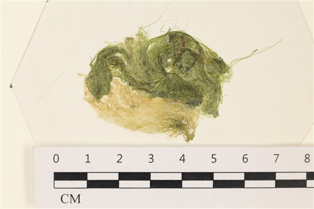 Enteromorpha clathrata (Roth) Greville 
