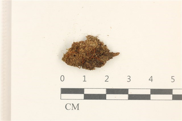 Cephalozia lunulifolia (Dum.) Dum. 