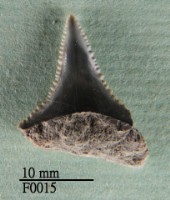 大白鯊下顎齒藏品圖，第1張