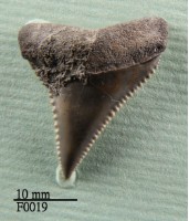 大白鯊上顎齒藏品圖，第1張