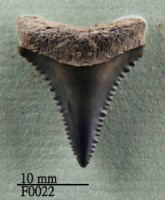 大白鯊下顎齒藏品圖，第1張