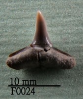 鯊魚下顎齒藏品圖，第1張