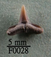 鯊魚下顎齒藏品圖，第1張