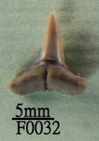 鯊魚(齒)藏品圖，第1張