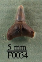 鯊魚(齒)藏品圖，第1張