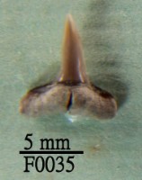 鯊魚下顎齒藏品圖，第1張