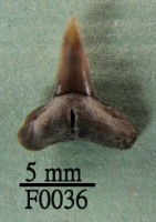 鯊魚下顎齒藏品圖，第1張