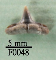 鯊魚下顎齒藏品圖，第1張