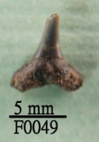 鯊魚(齒)藏品圖，第1張