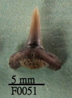 沙洲鯊下顎齒藏品圖，第1張