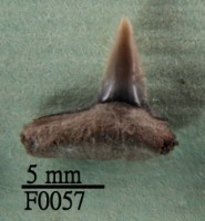 公牛鯊下顎齒藏品圖，第1張