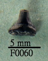 鯊魚下顎齒藏品圖，第1張