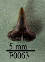 鯊魚下顎齒藏品圖，第1張