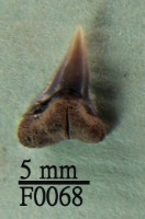 公牛鯊下顎齒藏品圖，第1張