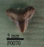 沙洲鯊上顎齒藏品圖，第1張