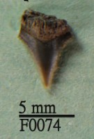 沙洲鯊上顎齒藏品圖，第1張