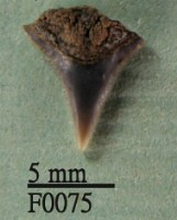 沙洲鯊上顎齒藏品圖，第1張